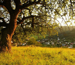 The Tree of Life - A Narrative Therapy Approach - Customised training solution